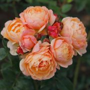 Rosa-‘Diddly Squat Farm Rosé  Rose’